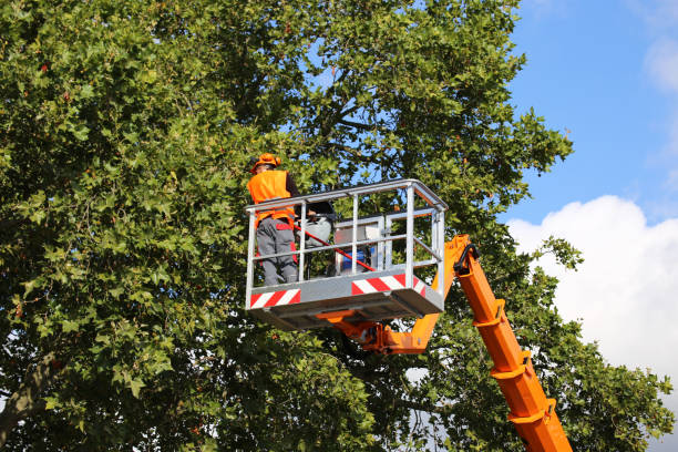 Best Dead Tree Removal  in Chester, VA